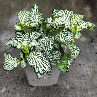 Fittonia/ Hálóslevél/Zöld