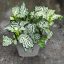 Fittonia/ Hálóslevél/Zöld