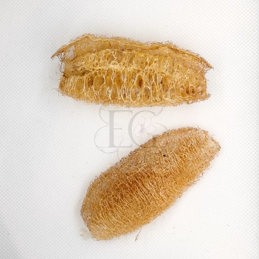 Luffa/2 db