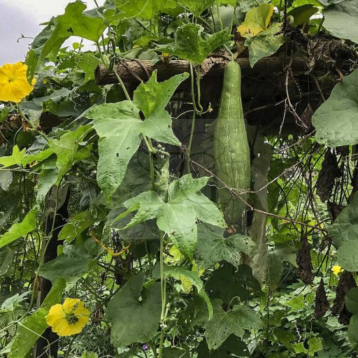 Luffa/2 db