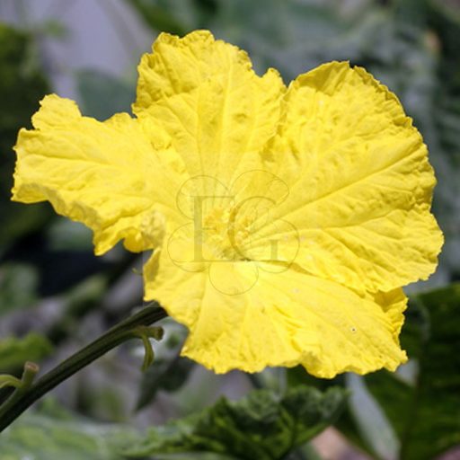 Luffa/2 db