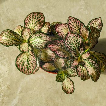 Fittonia/ Hálóslevél/Pink Fittonia/ Hálóslevél/Pink