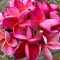 Plumeria rubra "Lava Bloom" magok 