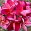 Plumeria rubra "Lava Bloom" magok 