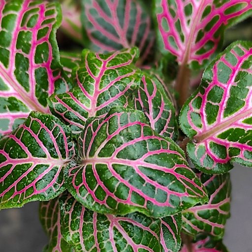 Fittonia/ Hálóslevél/Pink