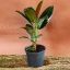 Ficus Elastica