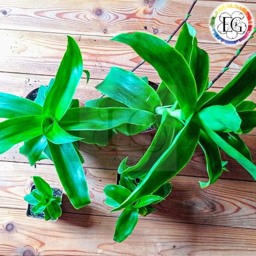 Callisia fragrans/S