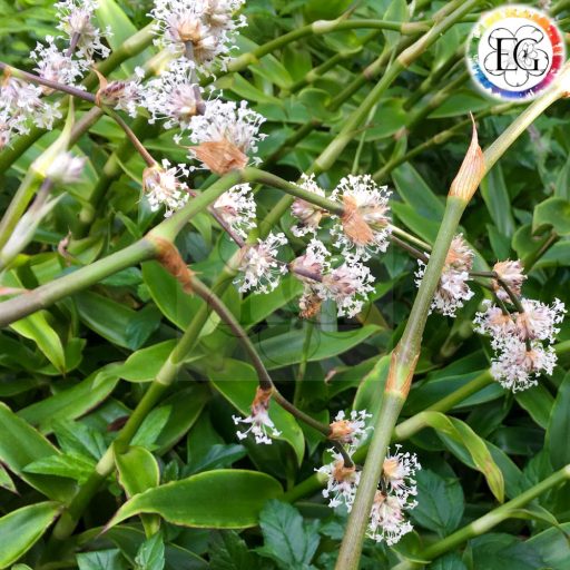 Callisia fragrans/S