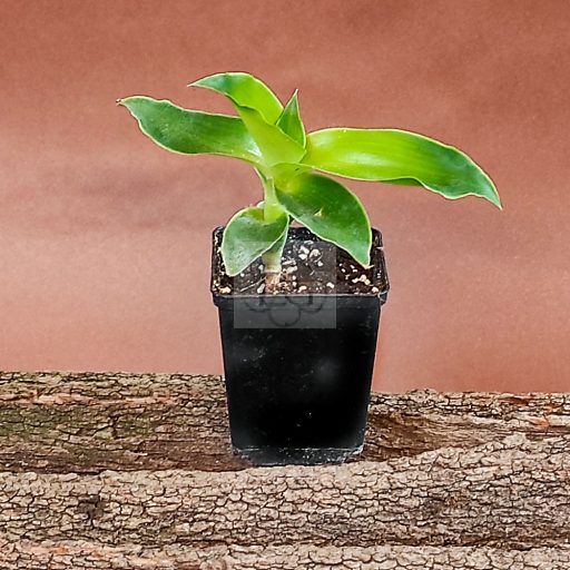 Callisia fragrans/S