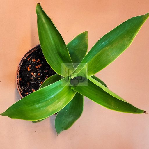 Callisia fragrans/S