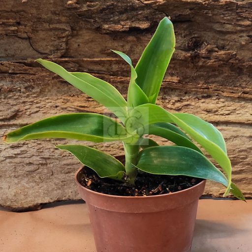 Callisia fragrans/S