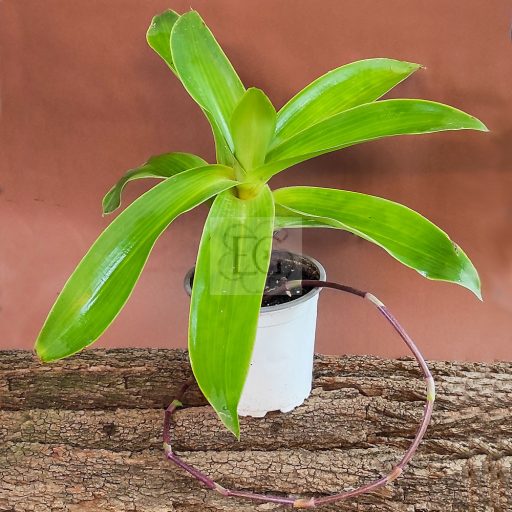 Callisia fragrans/S