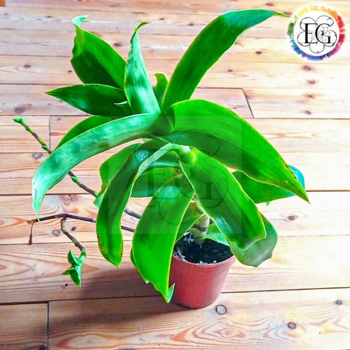 Callisia fragrans/S