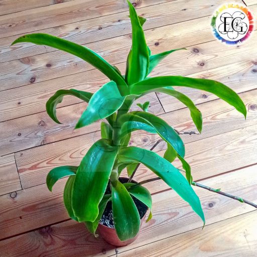 Callisia fragrans/S