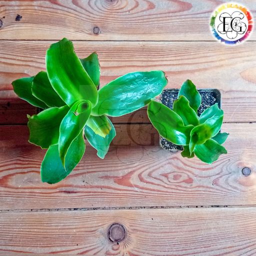 Callisia fragrans/S