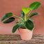 Philodendron Green Princess