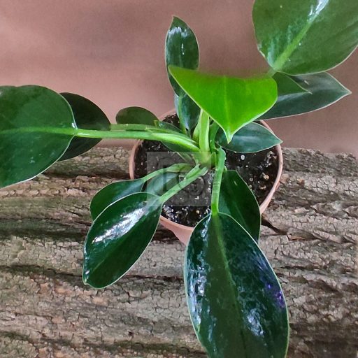 Philodendron Green Princess