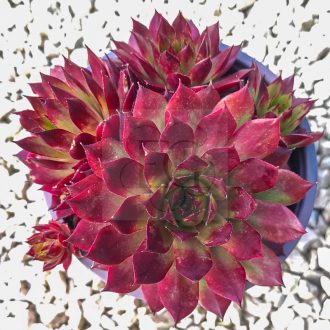Sempervivum sp.23/Nagy-Kövirózsa