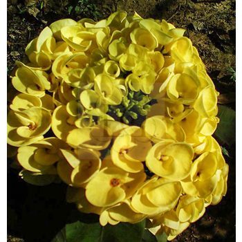 Euphorbia milii "Yellow Moon" (60) Euphorbia milii "Yellow Moon" (60)