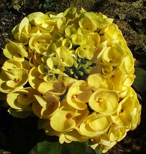 Euphorbia milii "Yellow Moon" (60)