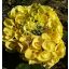 Euphorbia milii "Yellow Moon" (60)