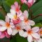 Plumeria rubra "Aussie Pink" 