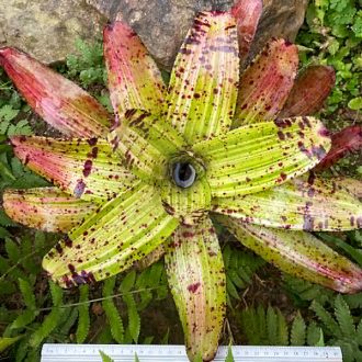 Neoregelia Monkey Boy 