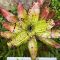 Neoregelia Monkey Boy 