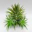 Tillandsia Ionantha var.Druid+2 Babys 