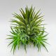 Tillandsia Ionantha var.Druid+2 Babys 