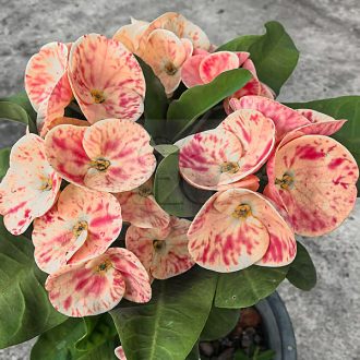 Euphorbia milii "Phar Yar Thai"