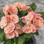 Euphorbia milii "Phar Yar Thai"