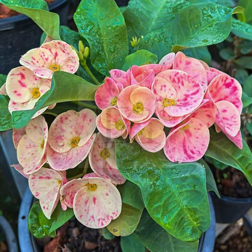 Euphorbia milii "Phar Yar Thai"