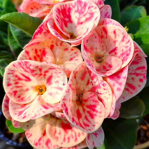 Euphorbia milii "Phar Yar Thai"