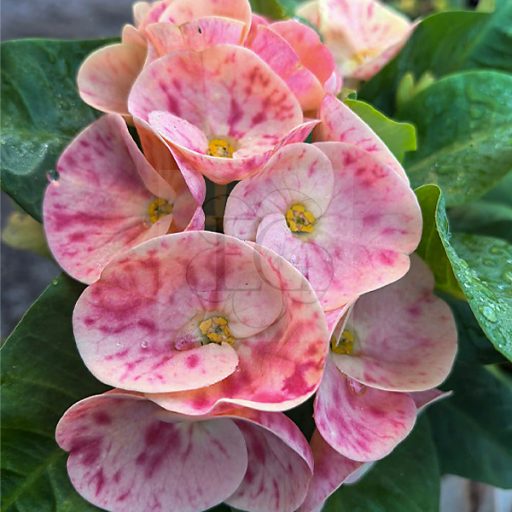 Euphorbia milii "Phar Yar Thai"