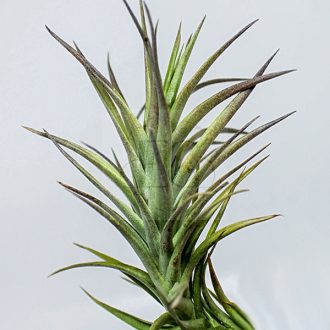 Tillandsia Tenuifolia Single