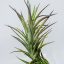 Tillandsia Tenuifolia Single