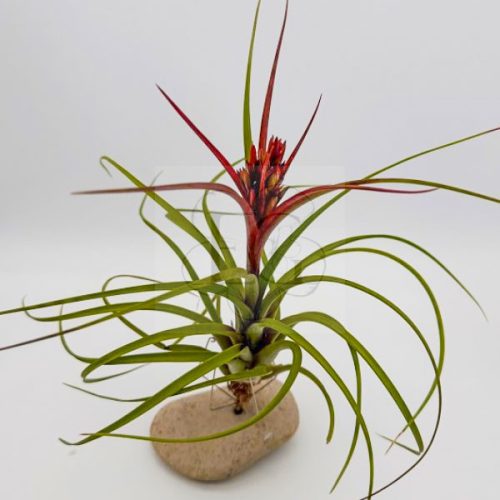 Tillandsia Hybrid Blood Red