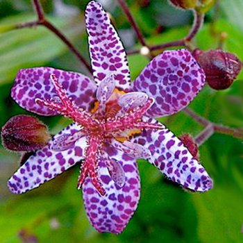 Tricyrtis hirta "Raspberry Mousse"-Békaliliom Tricyrtis hirta "Raspberry Mousse"-Békaliliom