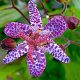 Tricyrtis hirta "Raspberry Mousse"-Békaliliom