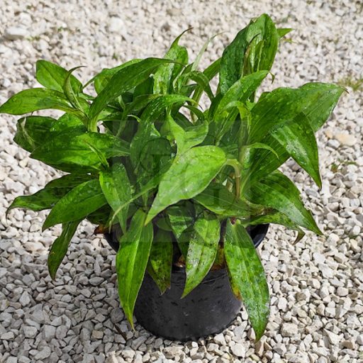 Tricyrtis hirta "Raspberry Mousse"-Békaliliom