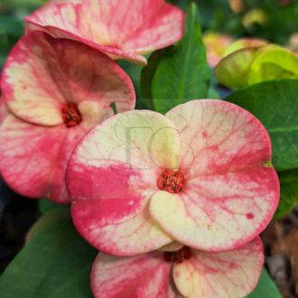Euphorbia milii "Hybrid" (A75)