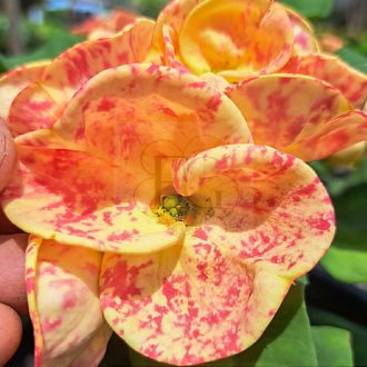 Euphorbia milii "Som Song Kran" (A66)