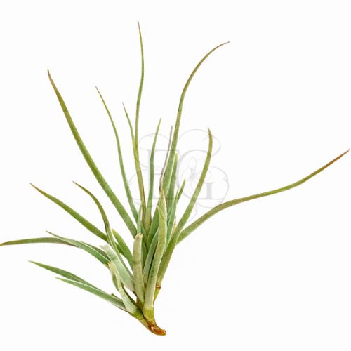 Tillandsia Caliginosa