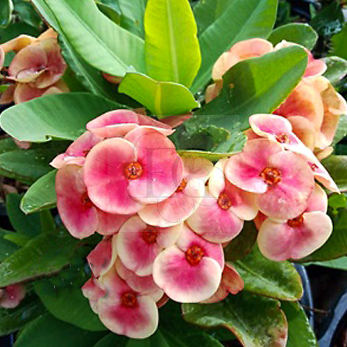 Euphorbia milii "Rosa Wonder" (24)