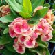 Euphorbia milii "Rosa Wonder" (24)