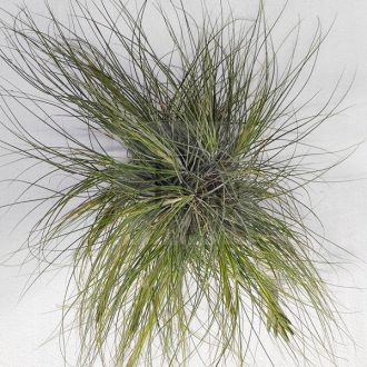 Tillandsia Juncea Wireball