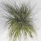Tillandsia Juncea Wireball