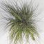 Tillandsia Juncea Wireball