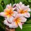 Plumeria rubra "Coral Cream" magok